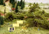 scout1_125.jpg (82162 byte)